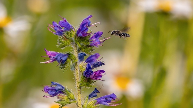 Naturworkshop: Nisthilfen für Bienen