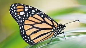 Tropische Schmetterlinge