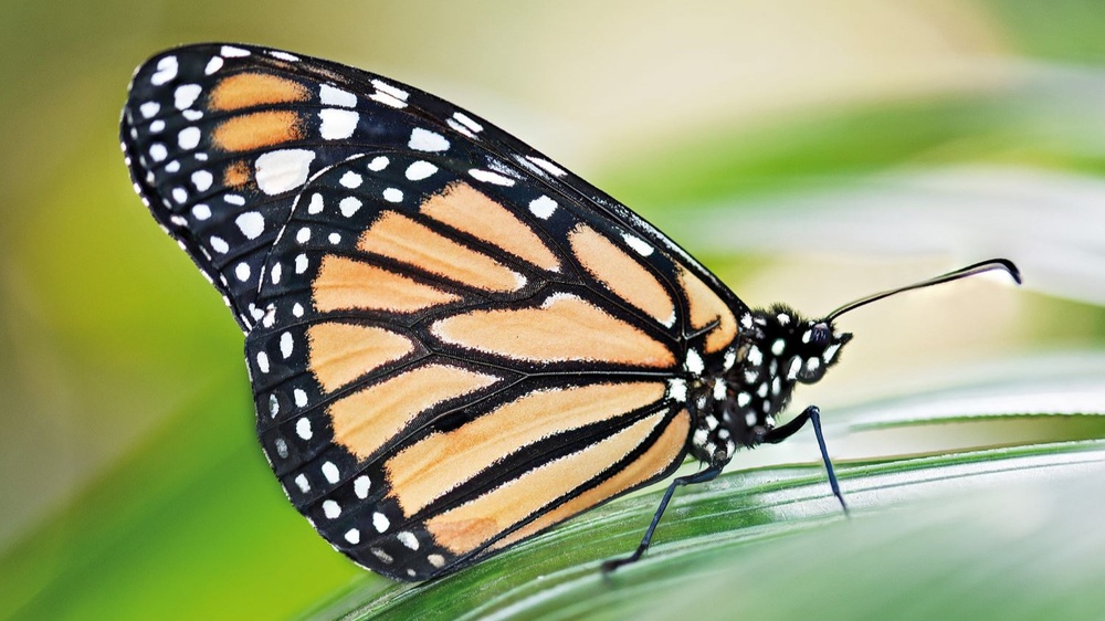 Tropische Schmetterlinge