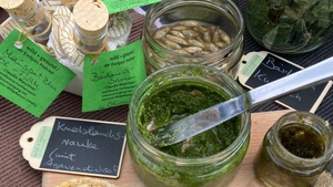 Mit Wildpflanzen das Immunsystem für den Winter stärken