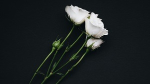 Weiße Rose