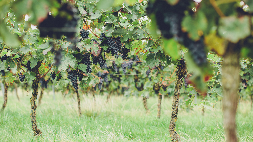 Wine & Paint | Social Events