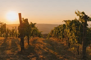 Wein-Führung im Oktober