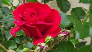 Mohr-Villa Chor: Für uns soll`s rote Rosen regnen!