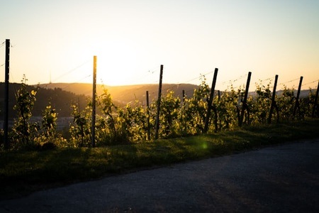 Reutlinger Weinwanderung