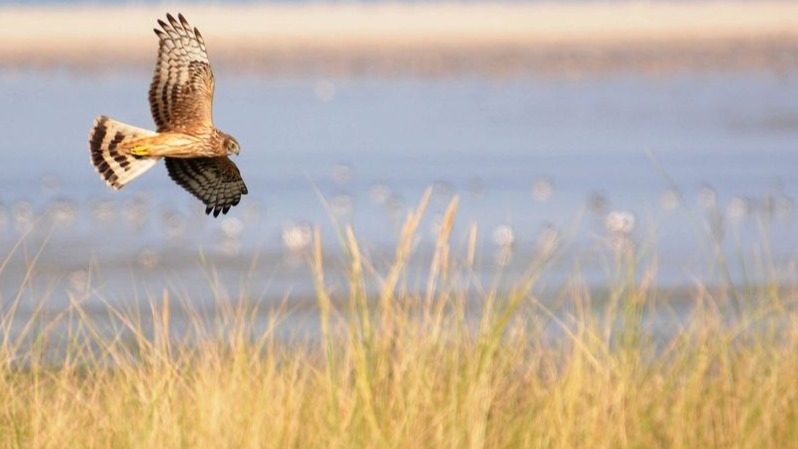 Birdingtrip im Niederrhein: Entenpracht und mehr!