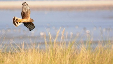Birdingtrip im Niederrhein: Entenpracht und mehr!