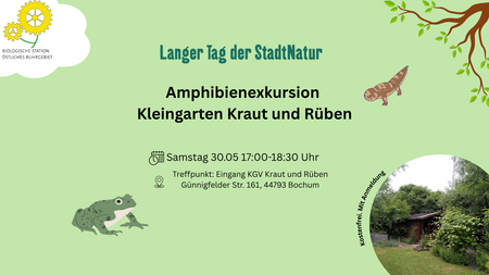 Amphibienexkursion in ökologischen Kleingärten