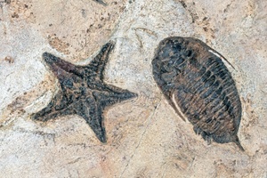 Fossilien aus Wattendorf - Dauerausstellung