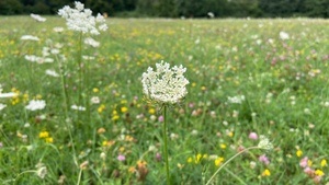 Achtsames Naturerleben