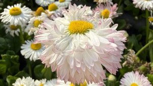 Wild-Kräuterkurse und -wanderungen