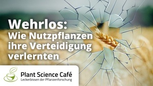 Wehrlos: Wie Nutzpflanzen ihre Verteidigung verlernten