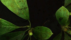 Eva-Maria Lopez: Phyto-Travellers