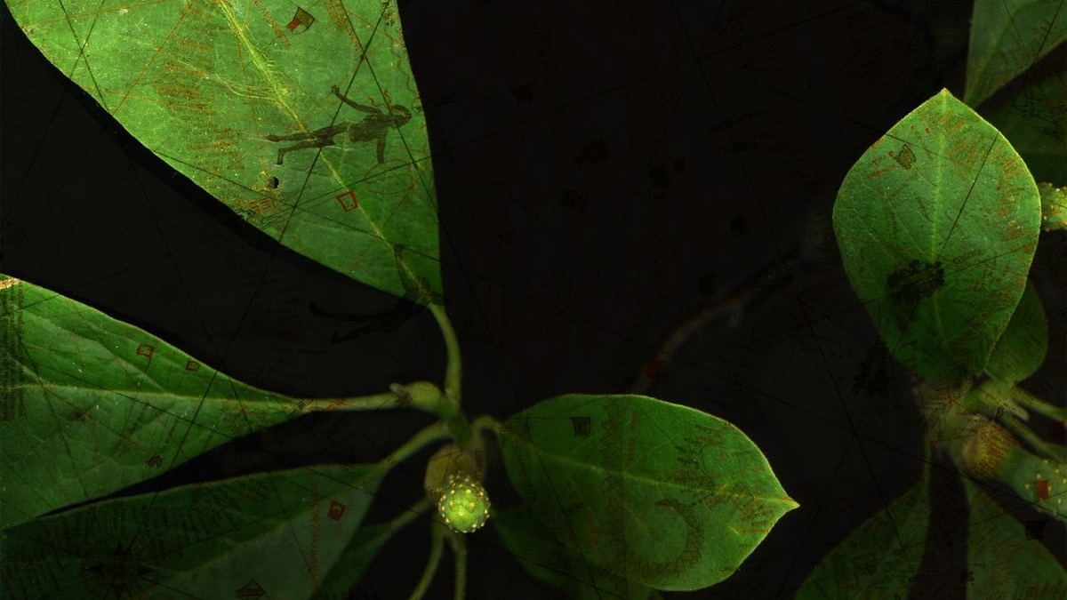 Eva-Maria Lopez: Phyto-Travellers