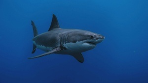 Jaws – Der weiße Hai
