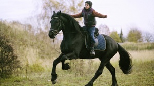 Zafir der schwarze Hengst