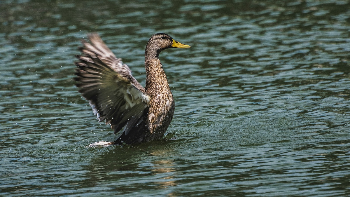 Die Rottkuhle