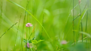 Wildkräuterspaziergang für Erwachsene im Naturgarten Hürth