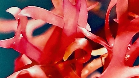 Ausstellung "Am Küstensaum der Zeit"