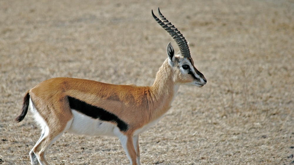 Twerk It Out! Workshop Event | Stadtgazellen Bremen