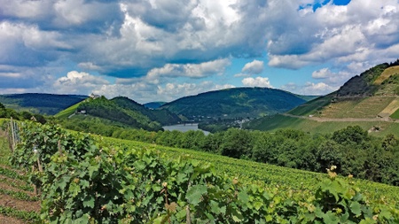 Ein genussreicher Tag in Königswinter mit JuBo Wine Tours