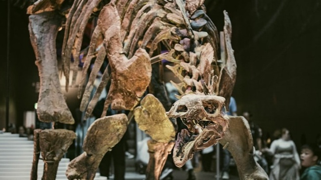 Triassic Life – Aufbruch in die Welt der Saurier