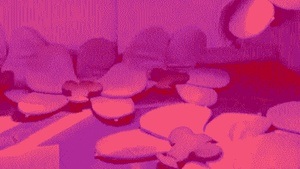 PLANT STORIES #5: Handheld Fragments