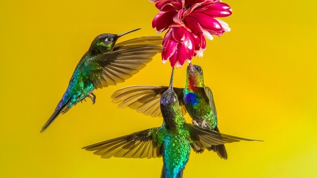 [IN]OPERABILITIES Es ist nicht leicht, es ist nicht leicht, es ist nicht leicht