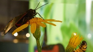 Vortrag: Lokales Imkern und die neuen Herausforderungen durch die Asiatische Hornisse