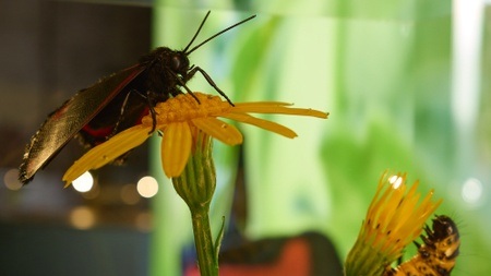 Vortrag: Lokales Imkern und die neuen Herausforderungen durch die Asiatische Hornisse