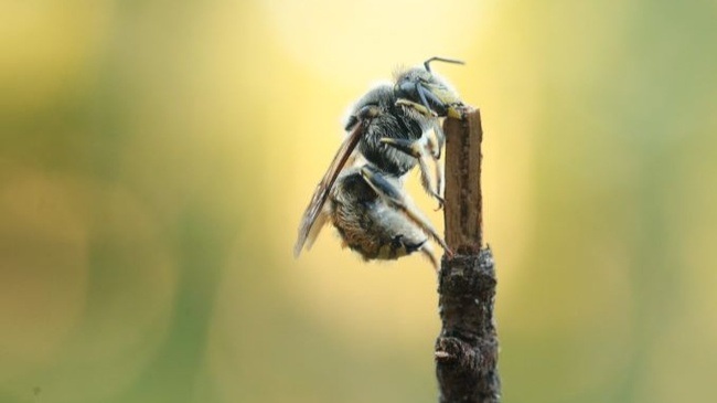 Das Wilde Summen des Tempelhofer Feldes