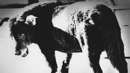 Daido Moriyama - The Past is always new, the Future is always nostalgic (Aus der Reihe "24FPS – Fotografie im Film")