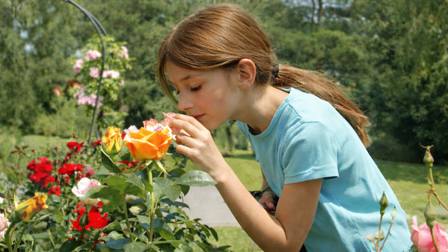 NEU Kinder-Rosariumstour – am ROSENFEST!