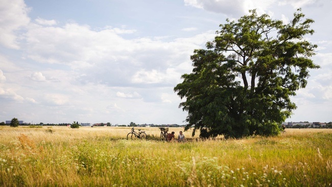 Wurzeln und Horizonte  - Stadtboden unter dem Feld