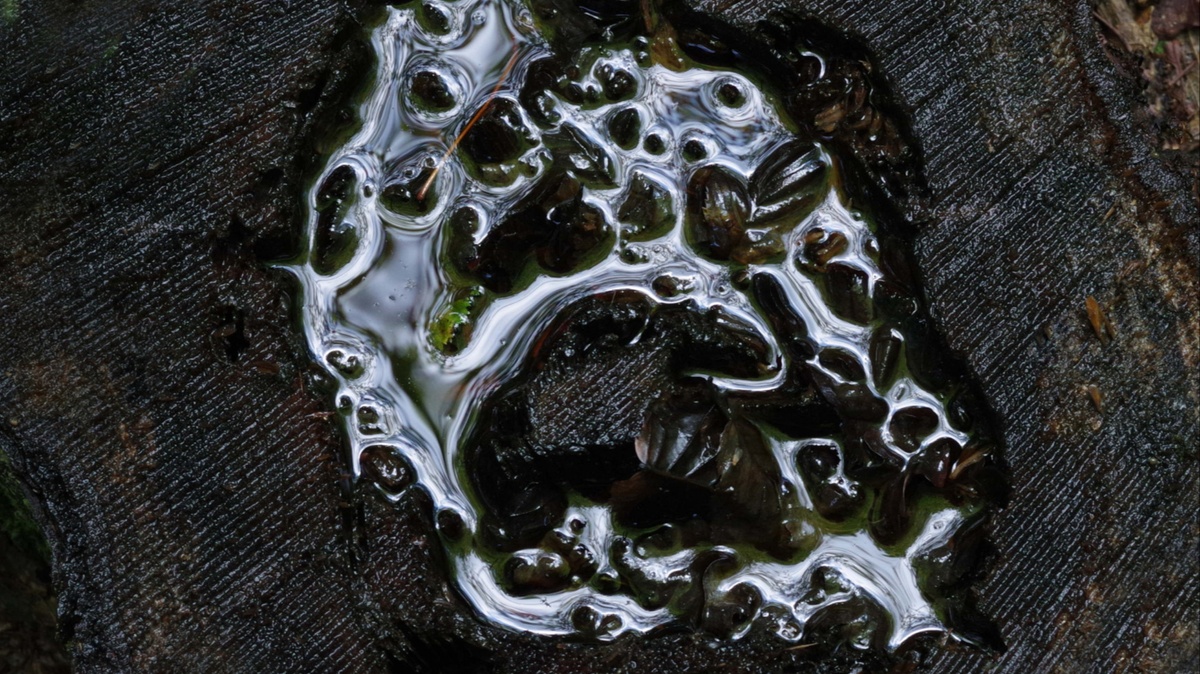 \u0022Farbenspiel der Natur, Einblicke in eigenwillige Ausschnitte\u0022 \u002D Fotoausstellung