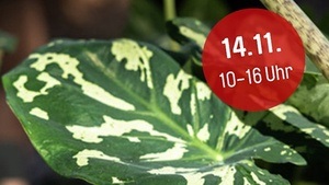 Zimmerpflanze sucht Zuhause! Die Pflanzenbörse im egapark