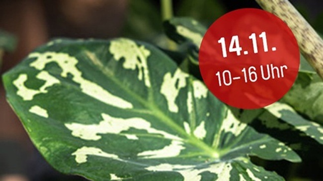 Zimmerpflanze sucht Zuhause! Die Pflanzenbörse im egapark