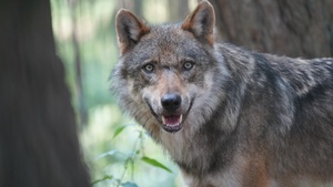 Wolfstag im Wildpark Schwarze Berge