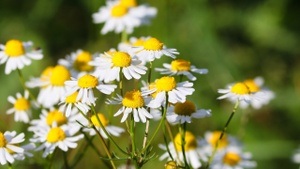 Wildkräuterführung im Wandelgarten
