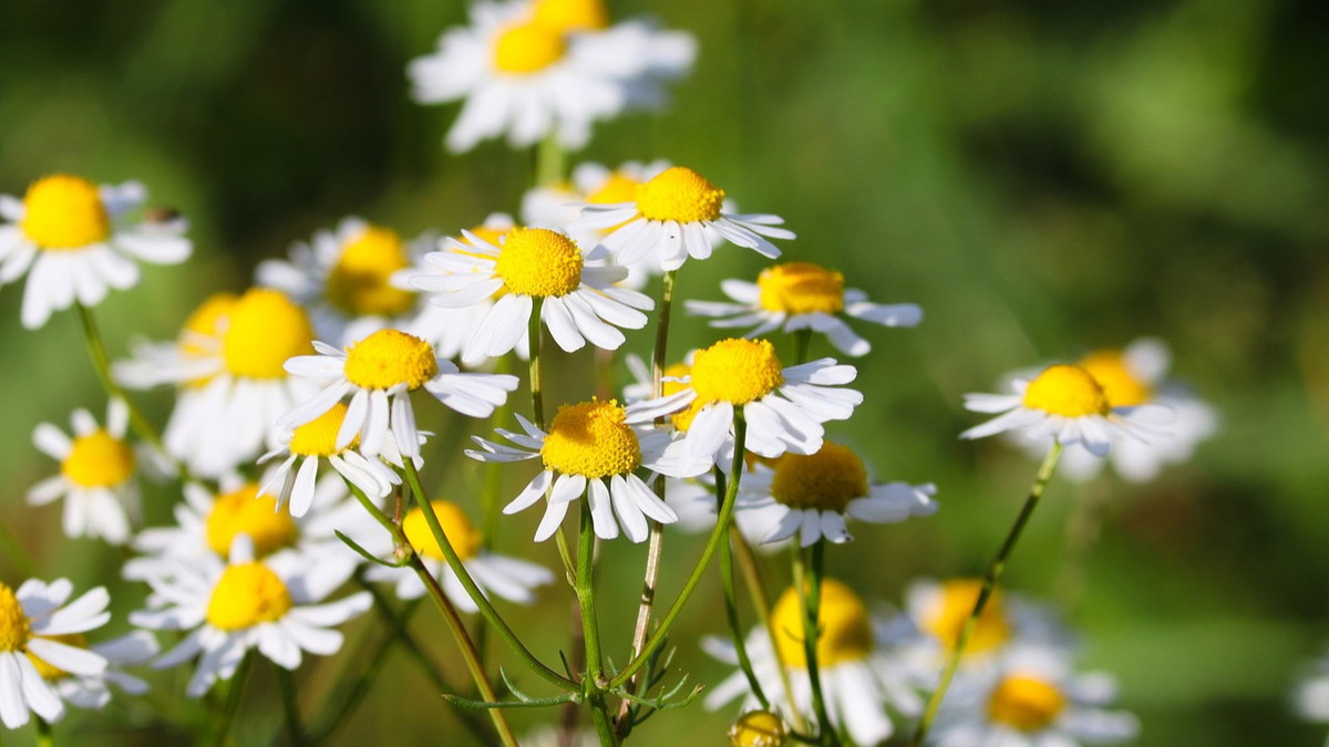 Wildkräuterführung im Wandelgarten