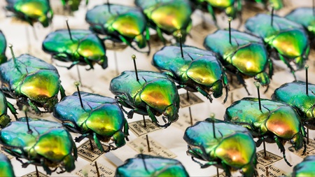 Offene Insektenpräparation