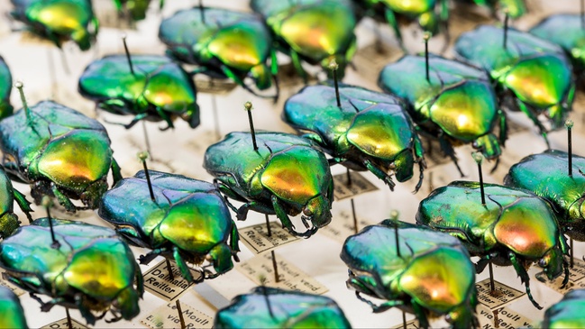 Offene Insektenpräparation