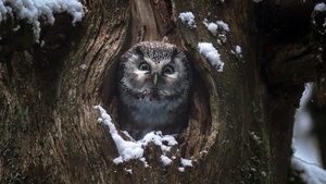 Das Flüstern der Wälder