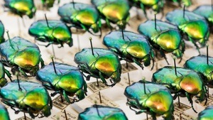 Offene Insektenpräparation