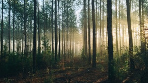 Waldspaziergang mit PRIMAKLIMA: Entdecke, was unseren Wald stark macht