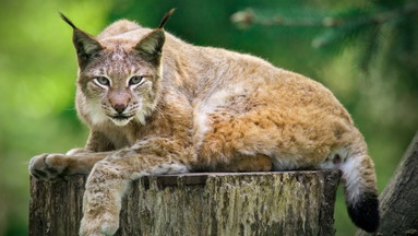 Luchstag im Wildpark Schwarze Berge