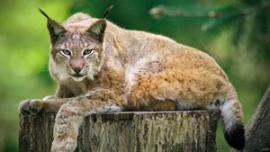 Luchstag im Wildpark Schwarze Berge