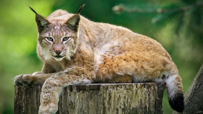 Luchstag im Wildpark Schwarze Berge