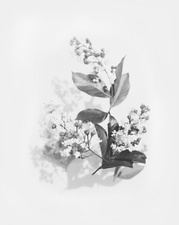 Bouquets silencieux
