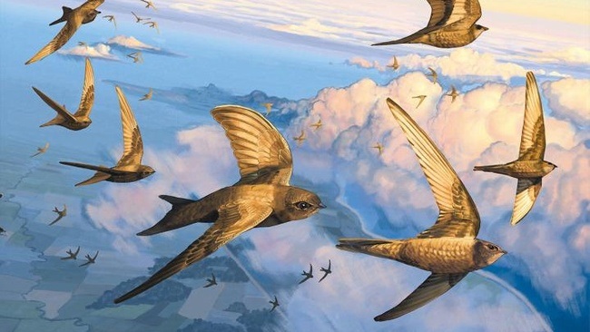 Frauenfrühstück "Der Zug der Mauersegler"